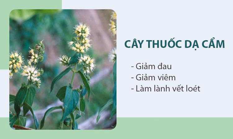 Điều trị bằng thuốc nam 1