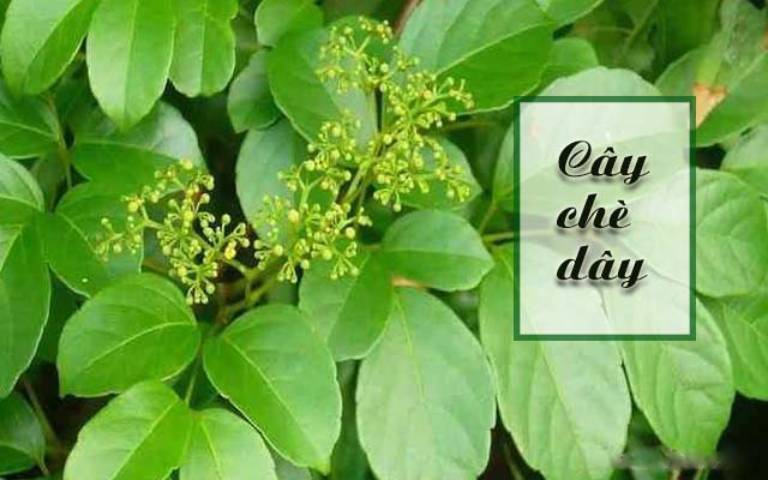 Chè dây chữa viêm loét dạ dày được không? 1