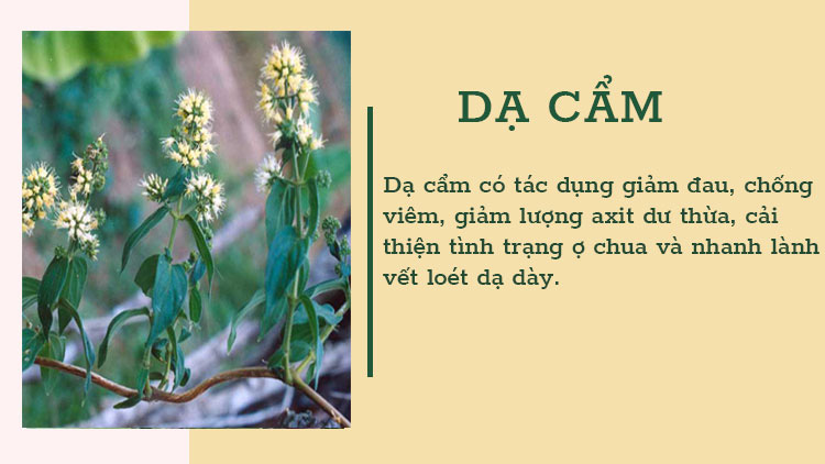 Dạ cẩm 1