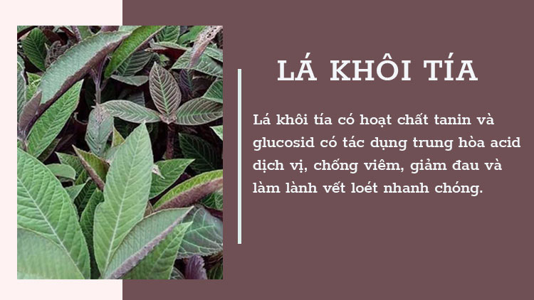 Lá khôi tía 1