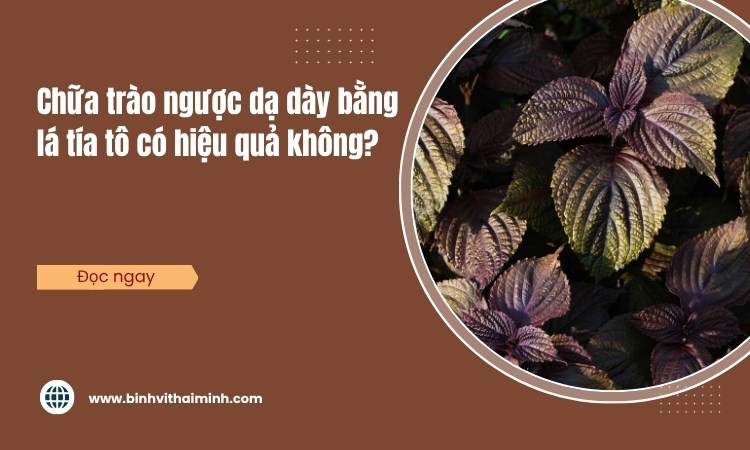 Chữa trào ngược dạ dày bằng lá tía tô có hiệu quả không?