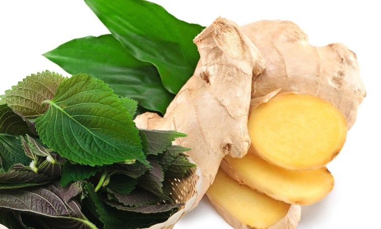 4. Lá tía tô kết hợp với gừng giảm triệu chứng trào ngược dạ dày 1