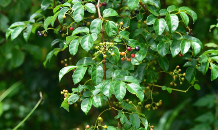 1. Đặc điểm cây trà dây 1