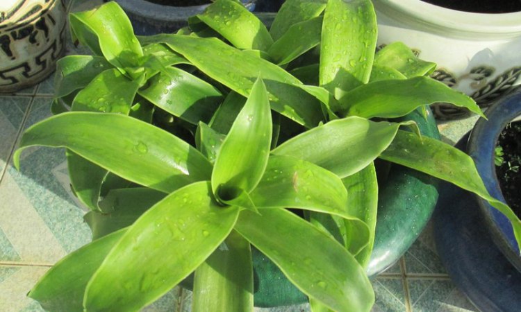 1. Lá cây lược vàng 1