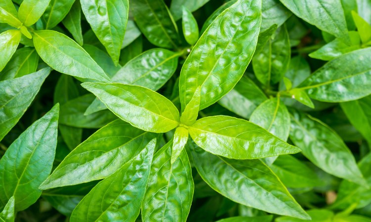 10 Loại lá cây chữa đau thượng vị hiệu quả!