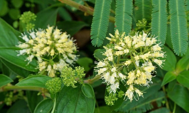 Sử dụng thảo dược 1