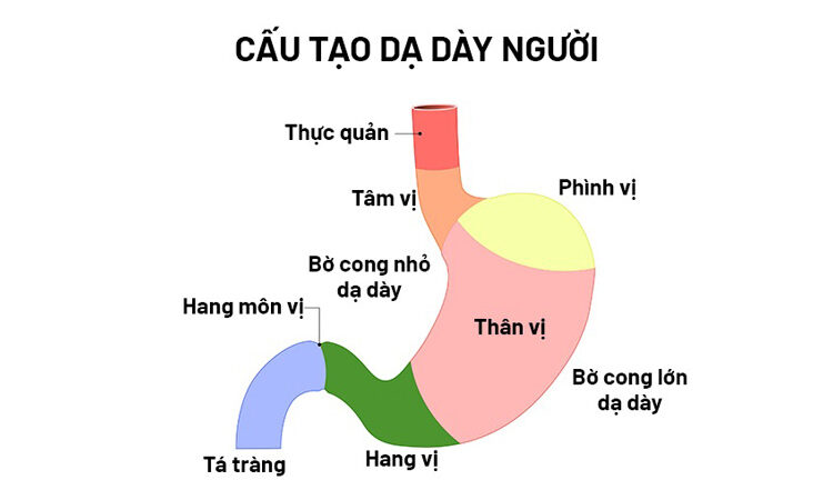 Viêm hang vị dạ dày nếu không điều trị sẽ thế nào? 1