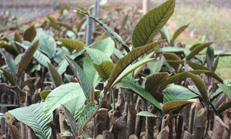 Sử dụng bài thuốc nam 1