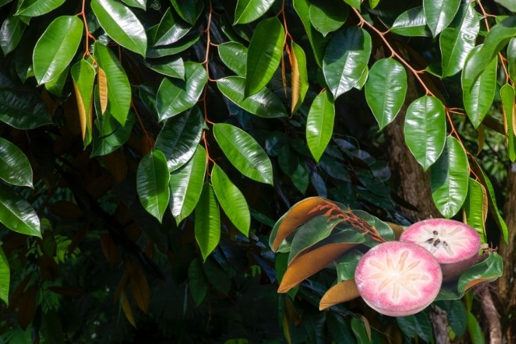 7. Lá vú sữa 1