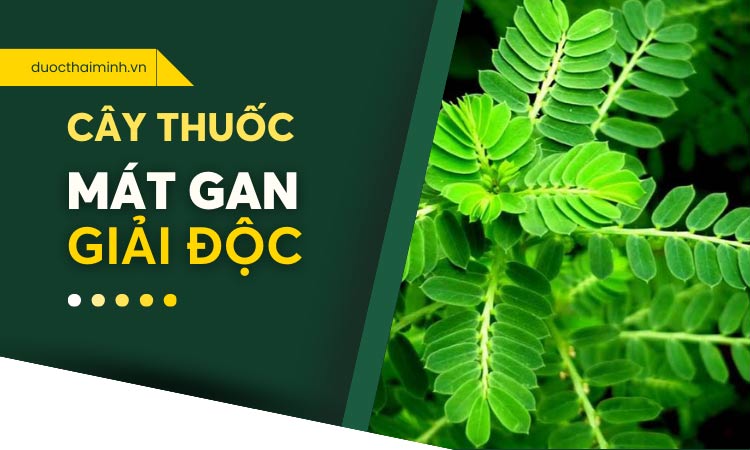 10+ cây thuốc nam mát gan giải độc, không lo nóng trong