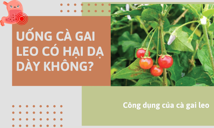 uống cà gai leo có hại dạ dày không