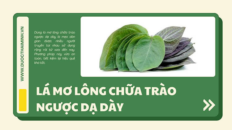 lá mơ lông chữa trào ngược dạ dày