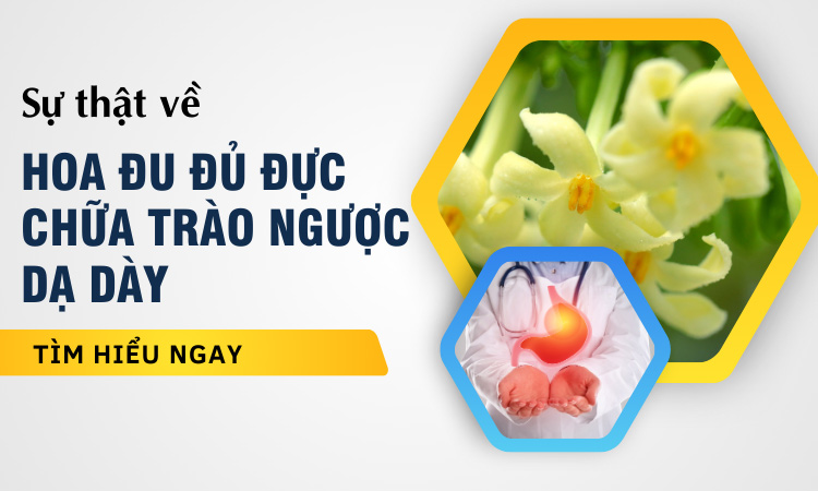 hoa đu đủ đực chữa trào ngược dạ dày