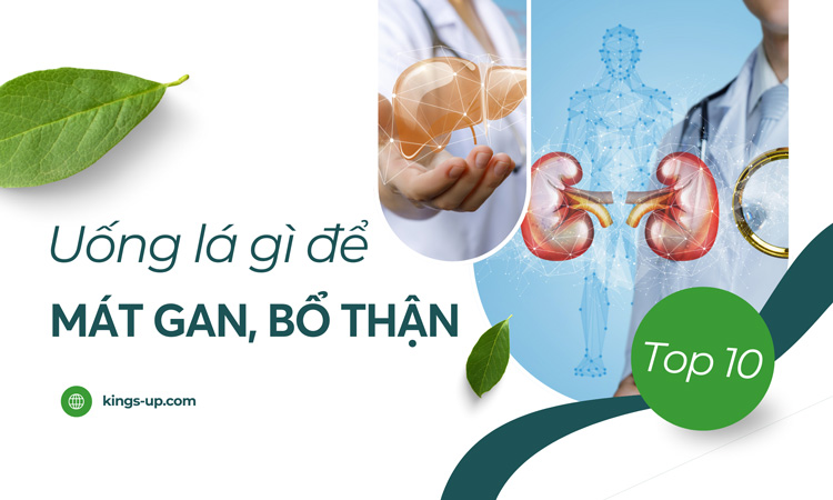 Uống lá gì để mát gan bổ thận? 10 Loại lá dân gian quen thuộc