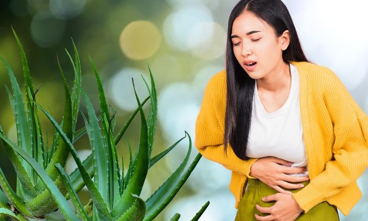 Cách làm nha đam chữa đau dạ dày đơn giản, hiệu quả 1 Cách làm nha đam chữa đau dạ dày đơn giản, hiệu quả 1